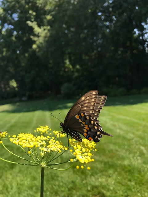 Black Swallowtail (Papilio Polyxenes Fabricius)